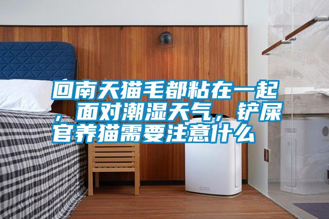 回南天貓毛都粘在一起，面對(duì)潮濕天氣，鏟屎官養(yǎng)貓需要注意什么
