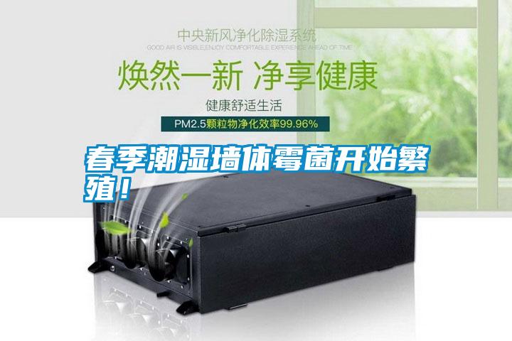 春季潮濕墻體霉菌開始繁殖！