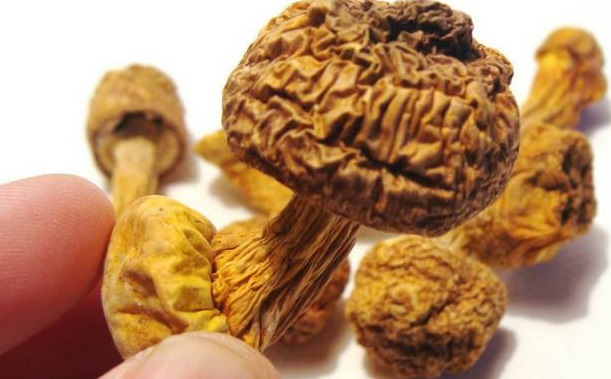 巴西菇、姬松茸烘干機(jī)-怎樣烘干色澤好且菇體褶片完整？